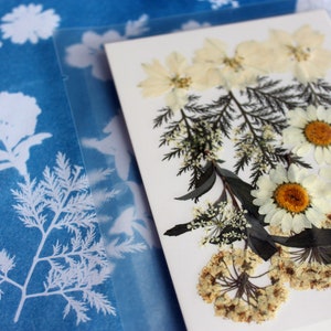 photography with a complete cyanotype sun printing kit, perfect for artists and DIY enthusiasts looking to explore the unique, blue-hued process of creating stunning, sunlight-developed images and prints