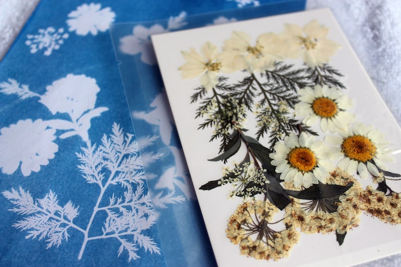 photography with a complete cyanotype sun printing kit, perfect for artists and DIY enthusiasts looking to explore the unique, blue-hued process of creating stunning, sunlight-developed images and prints