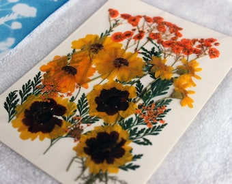 Cyanotype Sun Print Kit: DIY Solar Printing with Flowers & Ferns