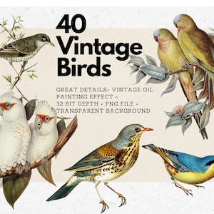 40 Vintage Vögel Clipart Bundle 1, Antike Vogel Clipart, PNG, Grafiken, Vintage Vorgefertigte Clipart, Wanddekoration, Digitale Kunst, DRUCKBAR, DIY