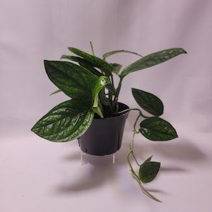 May include: A potted houseplant with dark green, textured leaves. The plant is in a black plastic pot, sitting on a clear stand. The leaves have a prominent vein pattern. The plant has a trailing vine with smaller leaves.