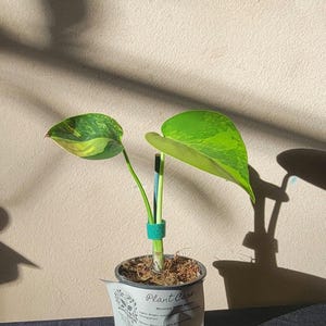 Monstera Yellow Marilyn RARE Fast shipping EXACT PLANT