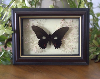 Framed Butterfly Wall Hanging Art Vintage Academia Decor Goth Witch Cottage Antique Wood Frame Fairy Oddity Collection Insect Handmade Gift