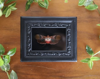Insect Preserved Framed Wall Art Goth Decor Hanging Art Flower Frame Antique Cottage Academia Fairy Oddity Oddities Cabinet Handmade Gift