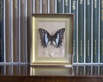 Real butterfly Gold Elegant Framed Insect Antique Oddity Vintage Oddities Ornate Taxidermy Specimen Wall Art Goth Decor Academia Gift