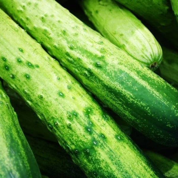 오이 Korean Cucumber seeds (50+ seeds) Free Shipping~!