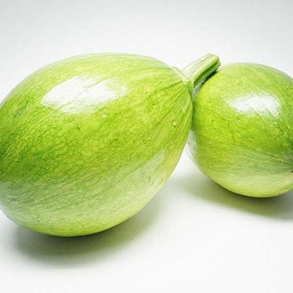 풋호박 Round Squash Seeds (10+ seeds) Free Shipping~!