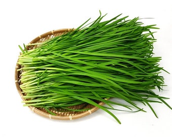 부추 korean Chive Seeds (100+ seeds) Free Shipping~!