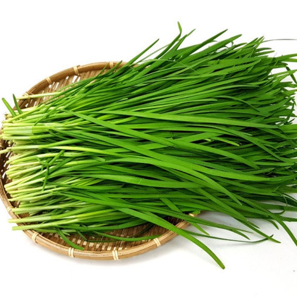 부추 korean Chive Seeds (100+ seeds) Free Shipping~!