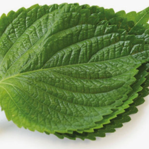 꺳잎, 잎들깨 Korean perilla leaves seeds (100+ seeds)Free Shipping~!