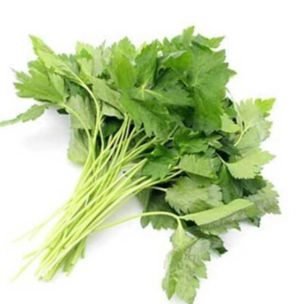 참나물 Mitsuba, Japanese wild Parsley Seeds (100+ seeds) Free Shipping~!