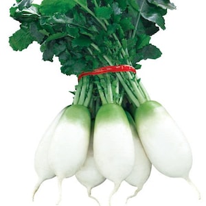 청두무 Korean Kimchi Radish Seeds (200+ seeds) Free Shipping~!