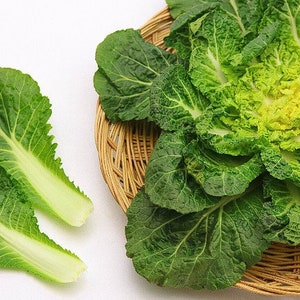 봄동 Korean Spring Cabbage, Bomdong (100+ seeds) Free Shipping~!