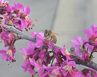 Mexican Buckeye Seeds Pollinator Magnet Drought Tolerant