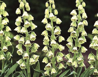Fritillaria Persica 'Ivory Bells',  Top Size 20cm+ Bulbs