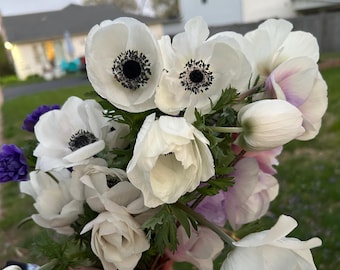 Anemone Galilee White Corms, Top Sized #5/6,  5+ corms per pack