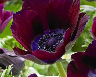 Anemone Meron Bordeaux Corms, Top Sized #5/6, 5+ per pack
