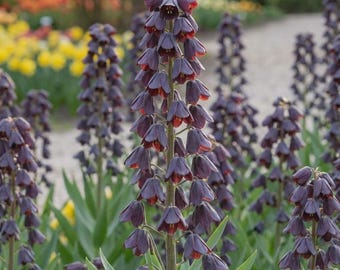 Fritillaria Persica 'Purple Dynamite', Top Size 20cm+ Bulbs