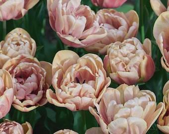 La Belle Époque Tulip Bulbs, Prechilled, 12+cm, Romantic Apricot Rose (Preorder)