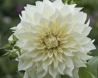 Cafe au Lait Supreme Dinnerplate Dahlia
