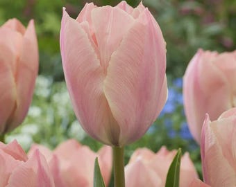 Salmon Van Eijk Tulip Bulbs, Prechilled Darwin Hybrid, 12+cm, Dusty Rose (Preorder)