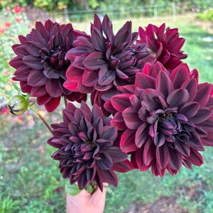 Sam Hopkins dahlia tuber, #1 large