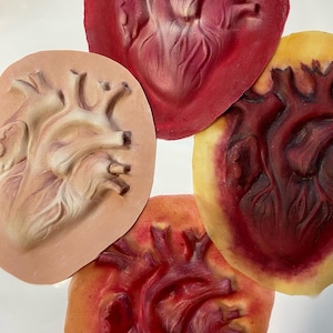 Peut inclure: Quatre modèles de cœur anatomiques de couleurs variées : rouge, pêche et jaune. Chaque modèle présente des détails anatomiques, notamment les veines et les artères. Les modèles sont disposés sur une surface blanche, mettant en valeur les différentes variations de couleurs.