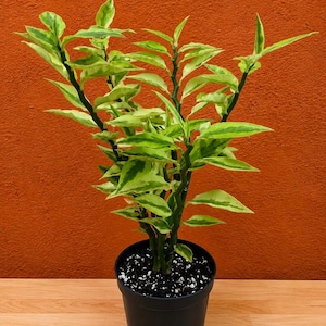May include: A Pedilanthus tithymaloides, commonly known as a devil's backbone plant, featuring variegated green and cream-colored leaves on zigzagging stems. The plant is potted in a simple black plastic container filled with dark potting soil.