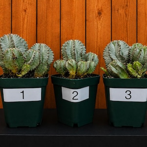 May include: Three green plastic pots containing clusters of blue-green cacti. Each pot features a white rectangular label with a black number, labeled 1, 2, and 3 respectively. The cacti have a ribbed, segmented appearance with small spines.