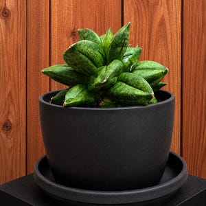 Sansevieria Hybrid Pyramid SUPER RARE Plant in 3" Kanso Designs Pot