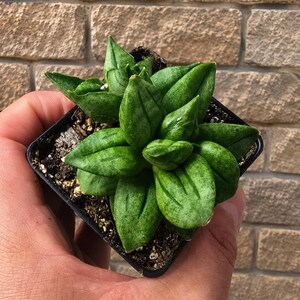 May include: A small succulent plant with thick, pointed, dark green leaves featuring subtle vertical stripes. The plant is potted in a square black plastic container filled with dark potting soil, showcasing a dense, rosette-like growth pattern.