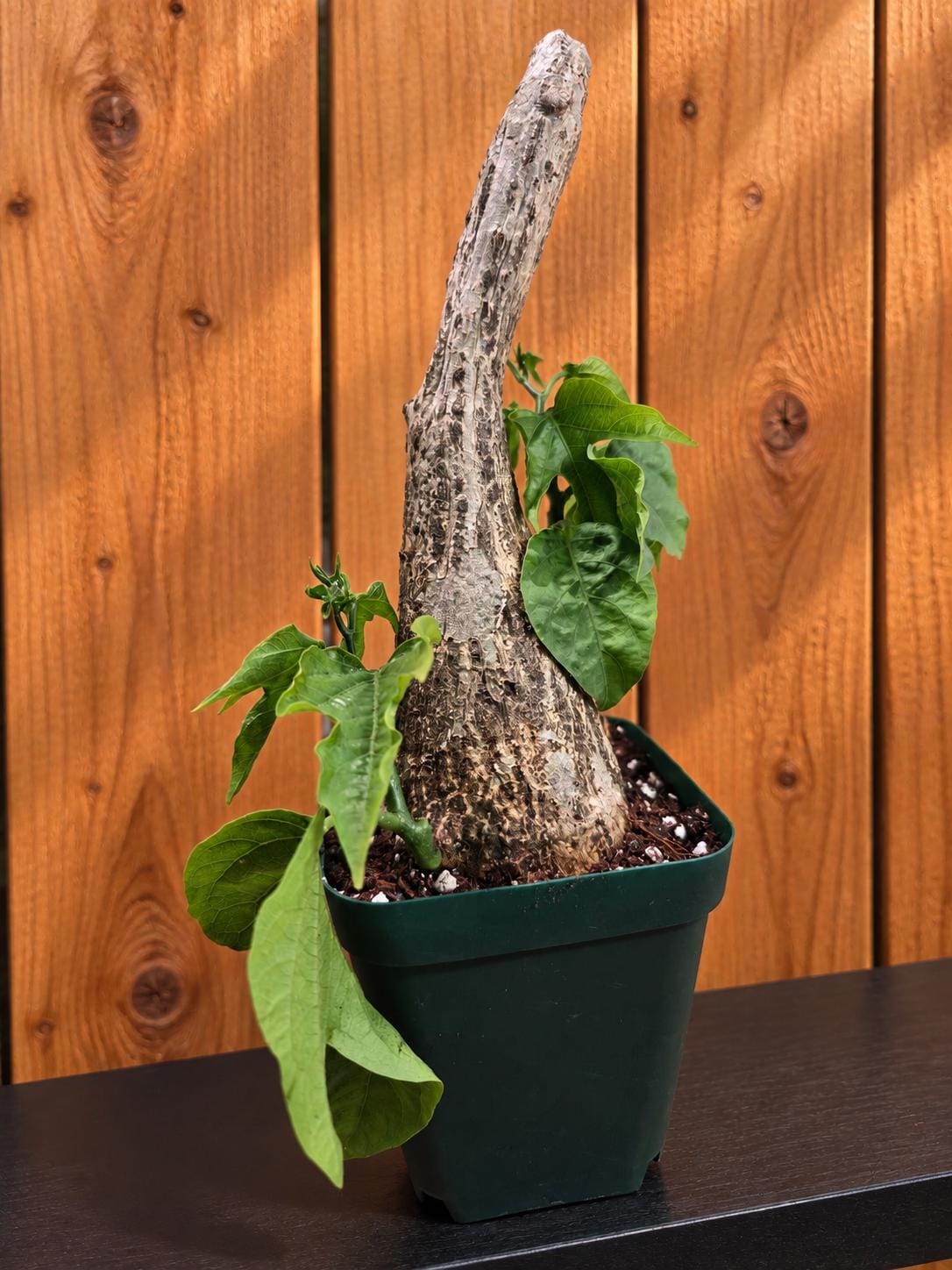 Adenia Viridiflora - Etsy