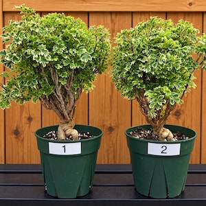 May include: Two potted Polyscias fruticosa plants with variegated green and white leaves. Each plant has a thick, woody trunk and is housed in a dark green plastic pot. White labels with the black numbers 1 and 2 are attached to the pots.