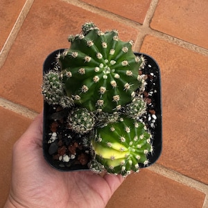 May include: A green cactus with multiple rounded segments planted in a black square pot. The main cactus body features vertical ribs with small white spines, and one smaller segment displays a distinct yellow variegated patch on its surface.