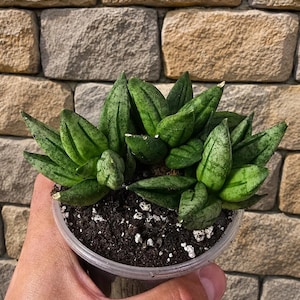 May include: A Haworthia succulent plant with thick, pointed, dark green leaves featuring mottled patterns and vertical stripes. The plant is potted in a clear plastic container filled with dark potting soil and white perlite particles.