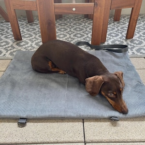 May include: A brown dachshund dog resting on a light blue corduroy pet bed. The bed has a black handle and metal loops. The dog is brown with tan markings. The background includes wooden chair legs and a patterned rug.