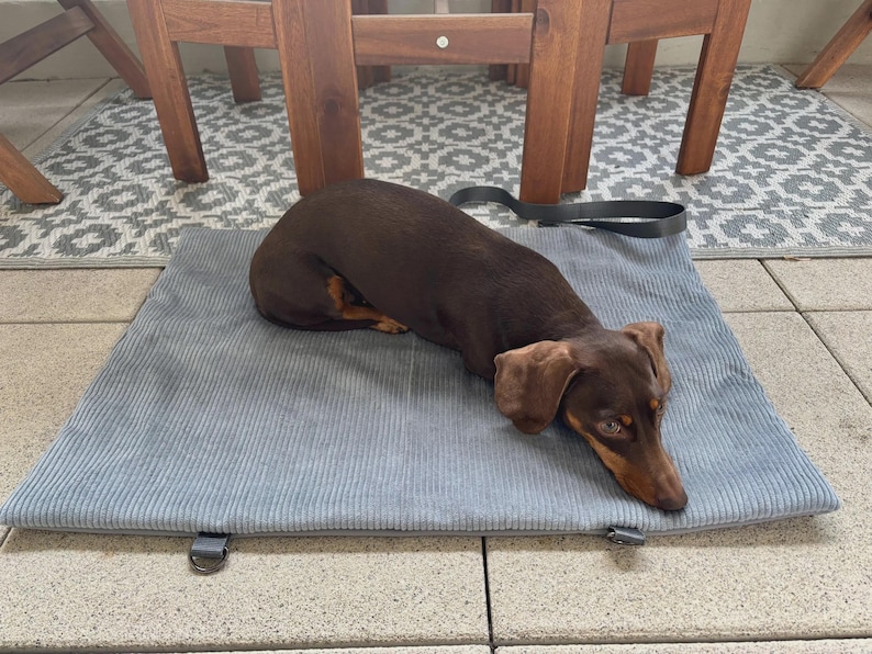 May include: A brown dachshund dog resting on a light blue corduroy pet bed. The bed has a black handle and metal loops. The dog is brown with tan markings. The background includes wooden chair legs and a patterned rug.