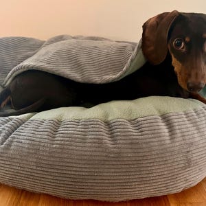 Könnte beinhalten: Ein brauner Dackel blickt unter einer grauen Corddecke hervor, die sich in einem runden Hundebett befindet. Das Bett hat eine hellgrüne Mitte und eine graue Cordaußenseite und steht auf einem Holzboden.