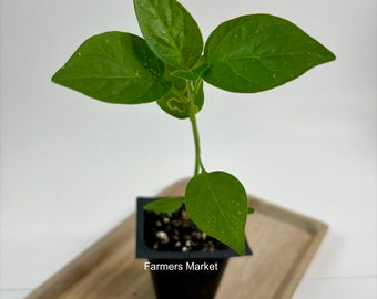 Farmers Market Jalapeño Pepper Live Plant Seedling