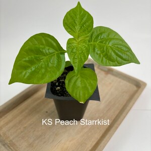 KS Peach Starrkist Live Plant Seedling Extreme Heat!