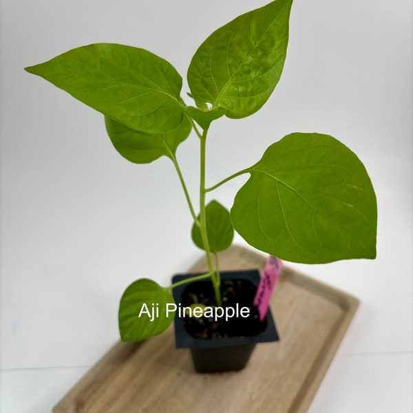 Aji Pineapple Pepper Live Plant Seedling