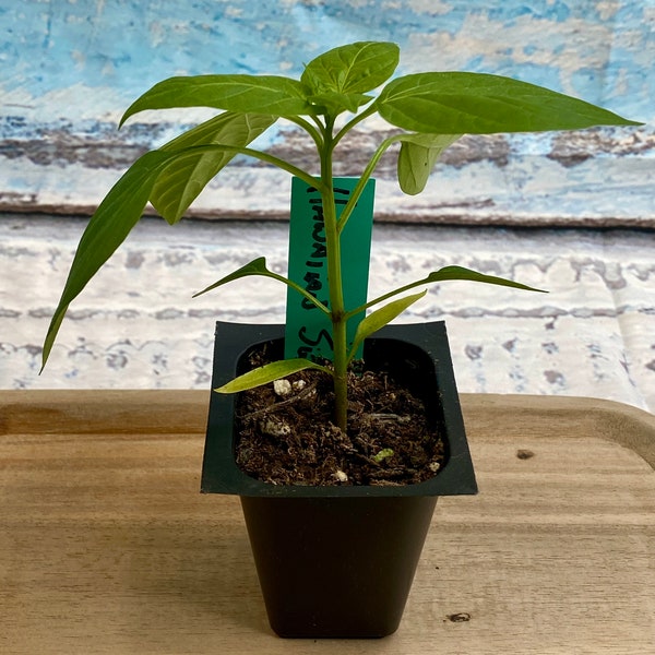 Hawaiian Sweet Hot Pepper Live Plant Seedling