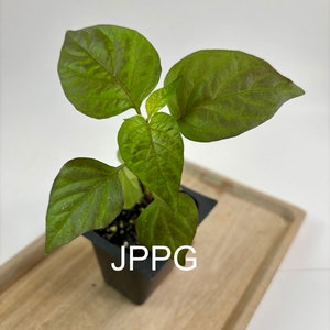 Jay’s Peach Purple Ghost Pepper Live Plant Seedling