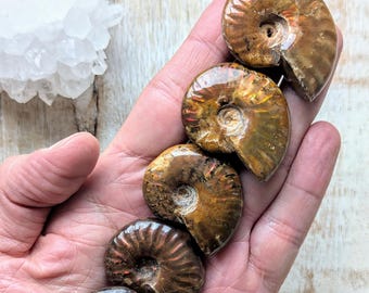 Raw Ammonite Fossil Rainbow, Iridescent Ammonite Specimen For Jewelry Making