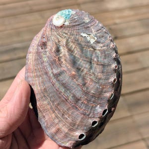 May include: Abalone shell with a textured surface. The shell has a mix of colours, including brown, purple, and green. The shell has several small holes along the edge.