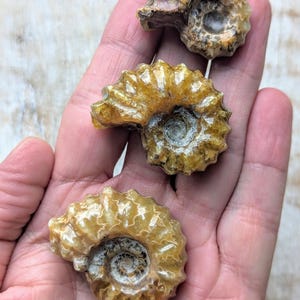 Ammonite Fossil, Fossilized Shells, Ammonite Specimen For Wire Wrapping or Jewelry Making