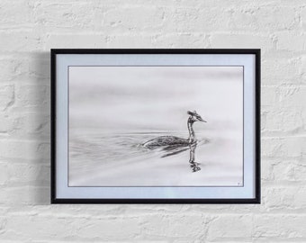 Great Crested Grebe Original Pencil Drawing in Graphite, Framed and Ready to Hang by Rose-Marie MJ