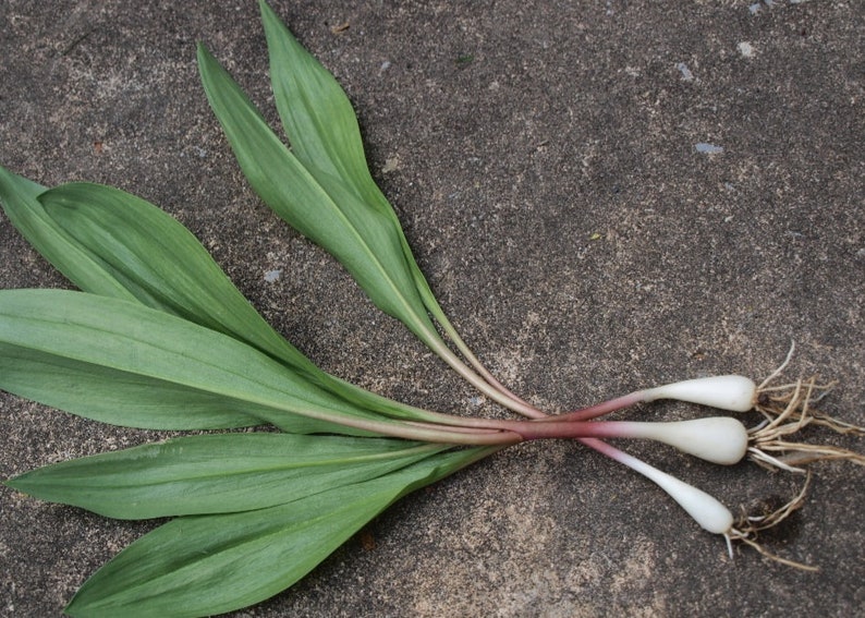Wild Leek / Ramps Bulbs 50 Etsy