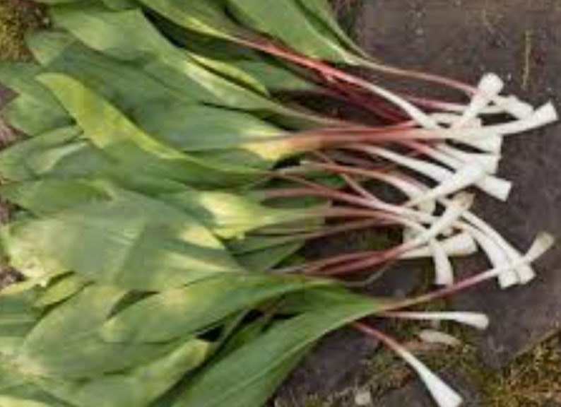 Wild Leek / Ramps Bulbs 50 Etsy