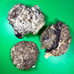 Wild olive burl 3 pcs. Burl wood. Live edge wood. Epoxy art. Burl wood. Resin casting. Stabilisation. Raw wood. DIY project. Wild olive slab
